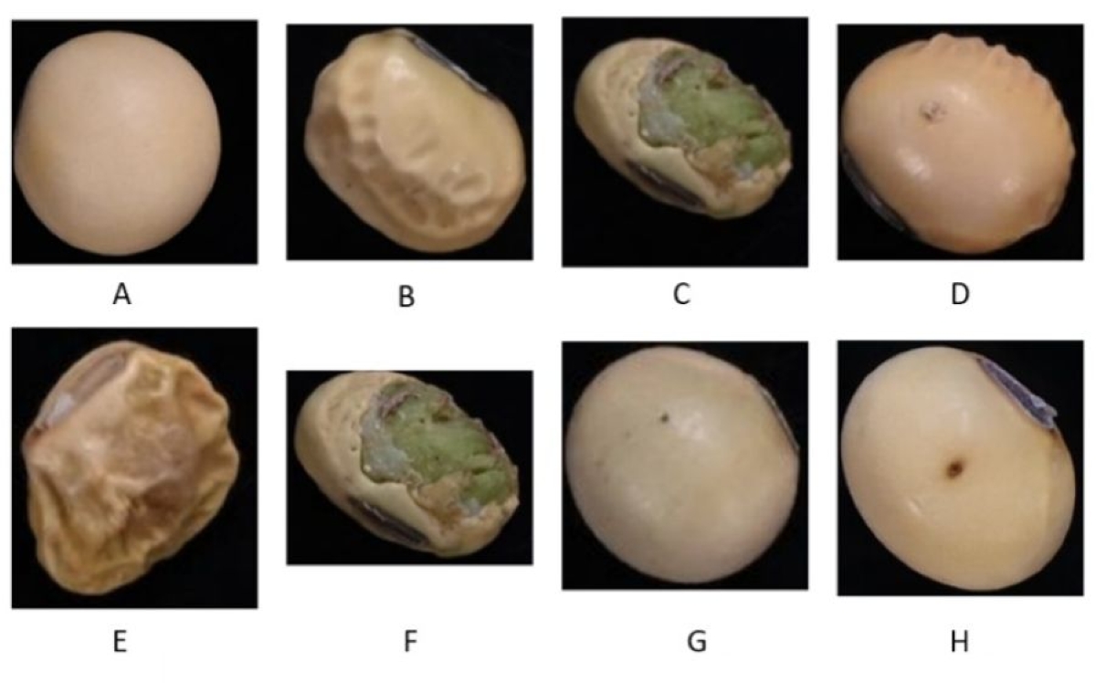 Improving soybean seed quality assessment using computer vision